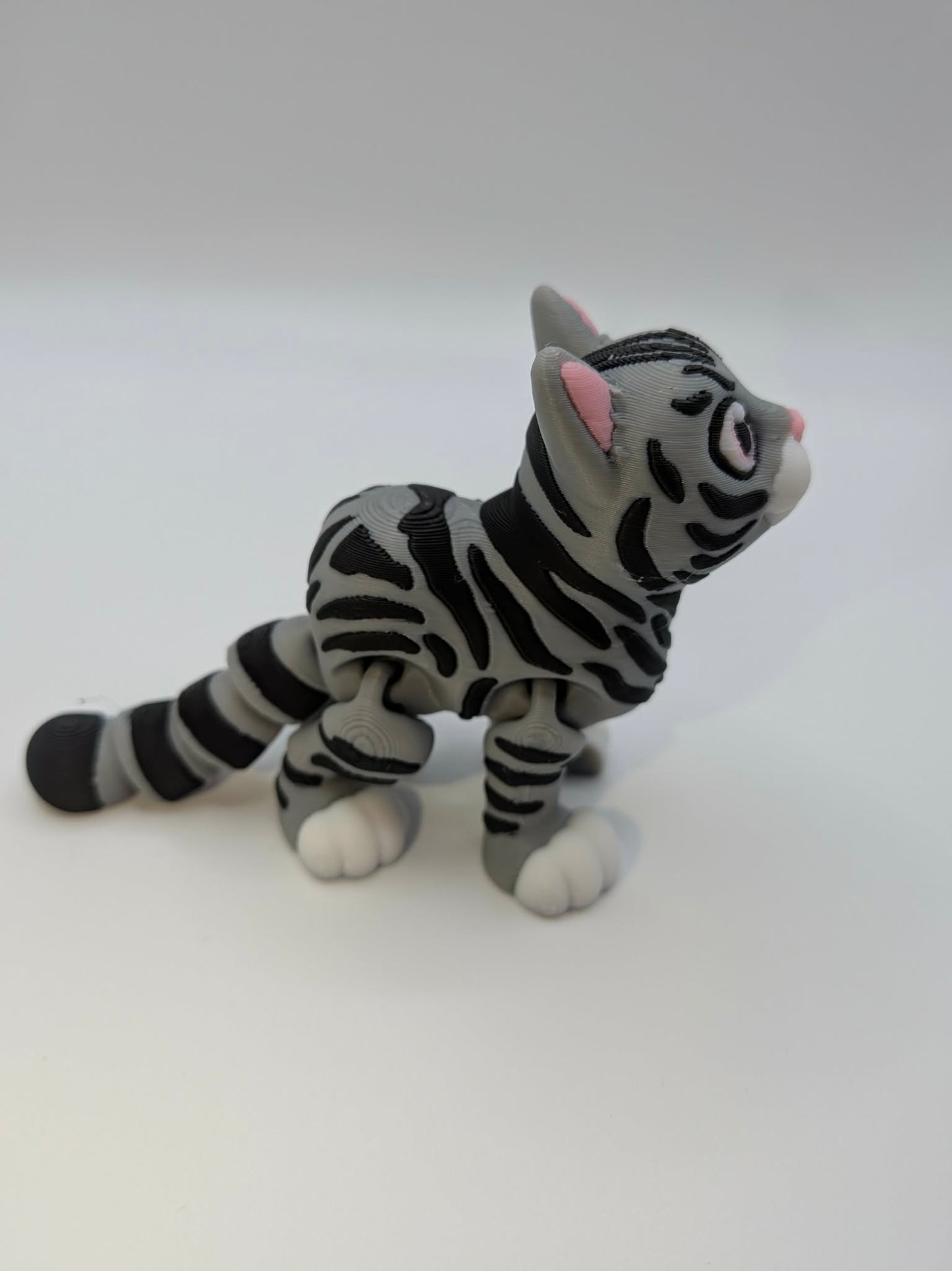 Tabby Cat